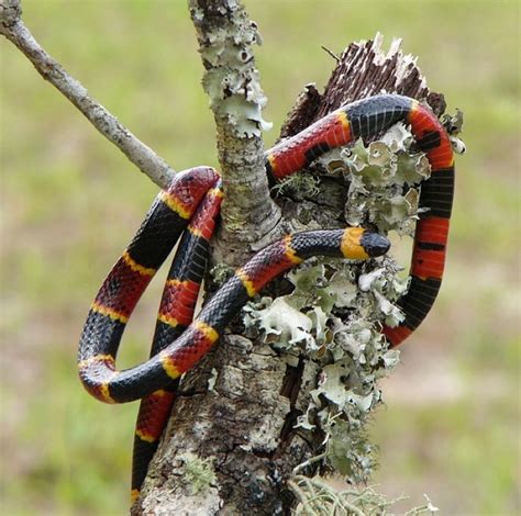 are there snakes similar to coral snakes